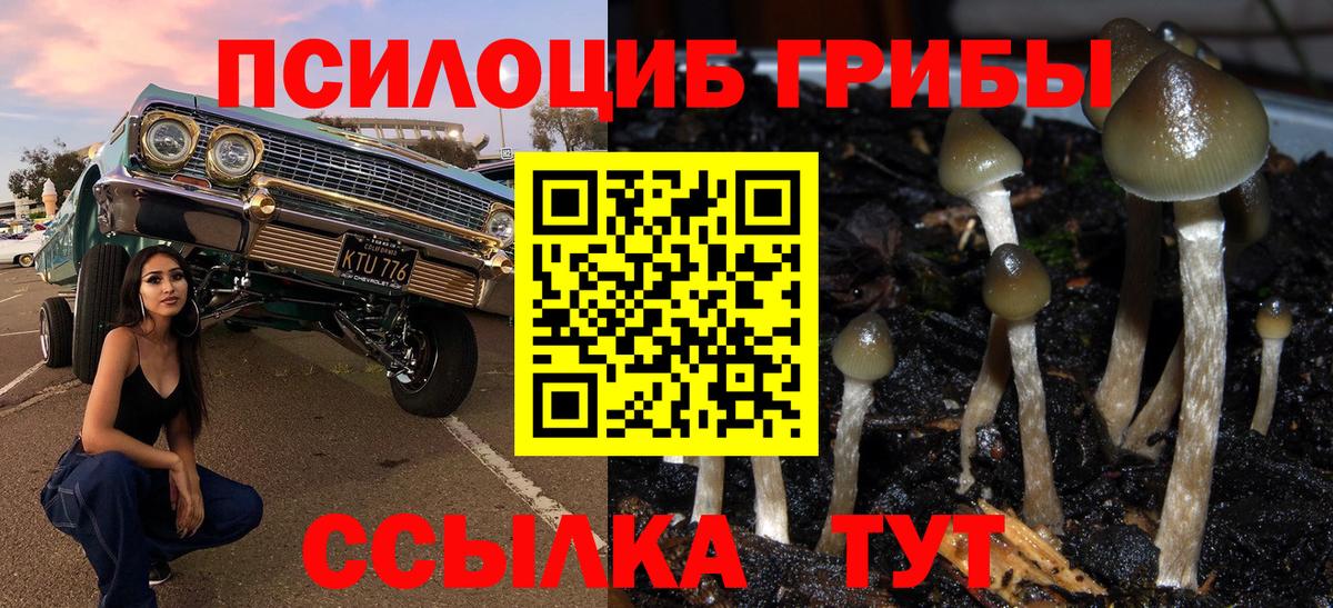 Галлюциногенные грибы Psilocybe Геленджик